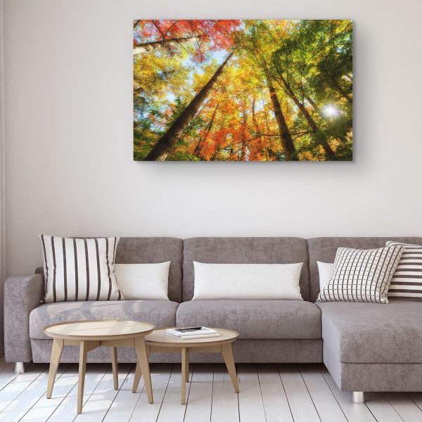 Canvas Wall Art - Multi Color Forest Trees and Lights