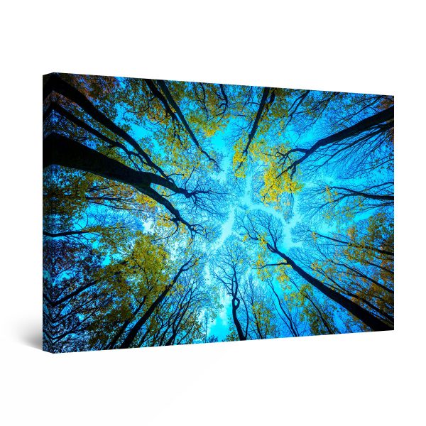 Canvas Wall Art - Up in the Sky Trees and Forest