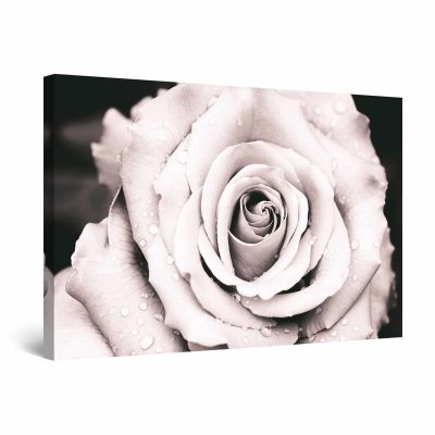 Canvas Wall Art - Abstract - Dew Drops on the Open Rose