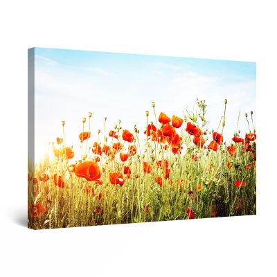 Canvas Wall Art - Abstract - Red Poppies in Summer Light Photo