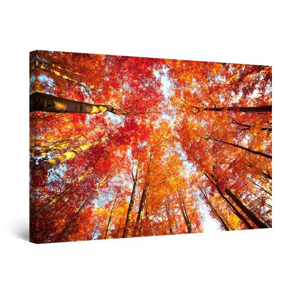 Canvas Wall Art - Red Trees Nature Up in the Sky in the Forest