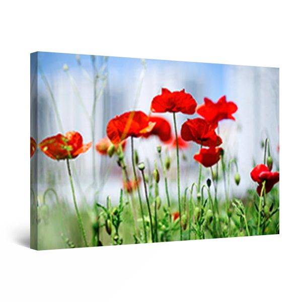 Canvas Wall Art - Red Poppies Flowers Focus