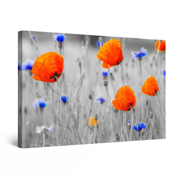 Red Poppies and Blue Flowers on The Field