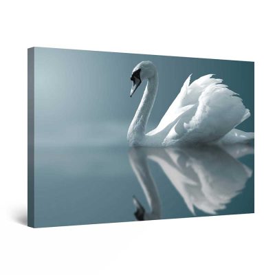 Canvas Wall Art - White Swan on Water, Birds Framed