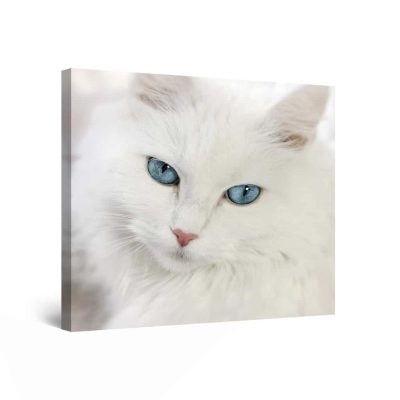 Canvas Wall Art Abstract - White Cat 80 x 80 cm