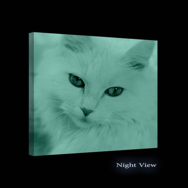 Canvas Wall Art Abstract - White Cat 80 x 80 cm