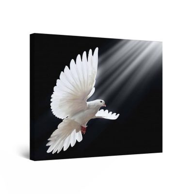 Canvas Wall Art Abstract - White Pigeon 80 x 80 cm