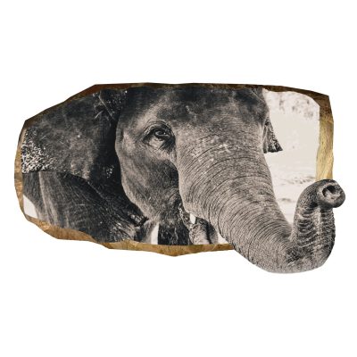 3D Mural Wall Art - Elephant Amazing